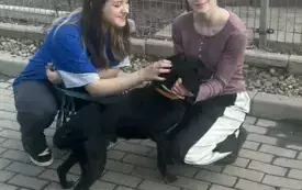 Wolontariuszki%20w%20schronisku%20w%20Choszcznie%2C%20rok%202025