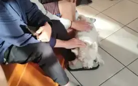 7.Dogoterapia internat 29.09.2025