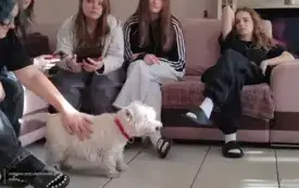 1.Dogoterapia internat 29.09.2025